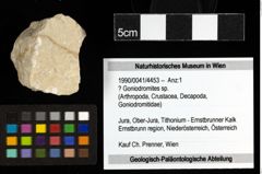Foto (Objekt + Etiketten) von ? Goniodromites sp. 
